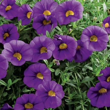 Calibrachoa MILLION BELLS ® Trailing blue Sunbelkubu Calibrachoa MILLION BELLS ® Trailing blue Sunbelkubu