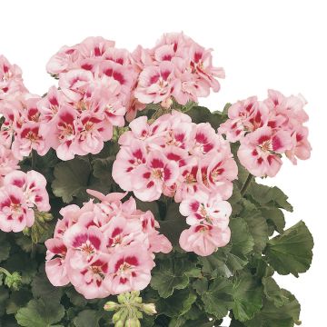 Géranium zonale semi-double TOSCANA ® Linus Géranium zonale semi-double TOSCANA ® Linus
