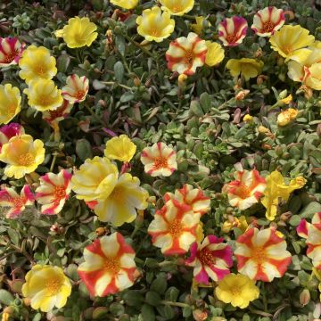 Portulaca Fire Gold ®