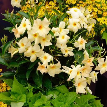 Dipladénia SUNDAVILLE ® Apricot Sunpapri Dipladénia SUNDAVILLE ® Apricot Sunpapri