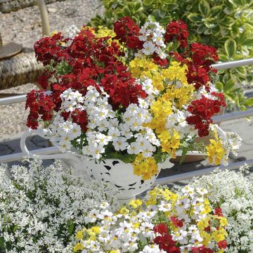 Némésia SUNSATIA ® Little Alegria Némésia SUNSATIA ® Little Alegria