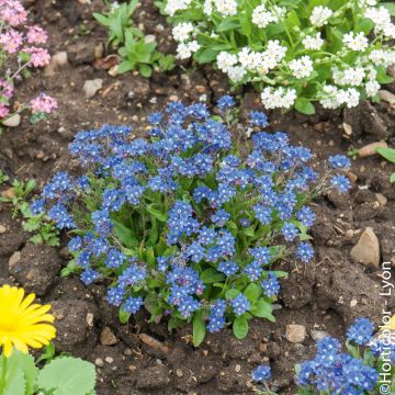 Myosotis Bleu Myosotis Bleu