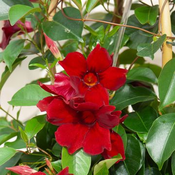 Dipladénia SUNDAVILLE ® Red Sunmandecrim Dipladénia SUNDAVILLE ® Red Sunmandecrim