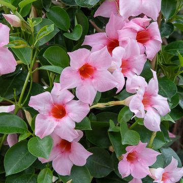 Dipladénia SUNDAVILLE ® Cream Pink Sunparapibra Dipladénia SUNDAVILLE ® Cream Pink Sunparapibra