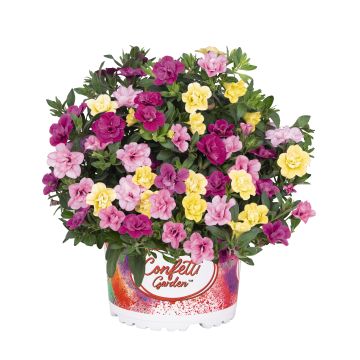 Calibrachoa Confetti Garden Hawaiian Mybonnie Calibrachoa Confetti Garden Hawaiian Mybonnie
