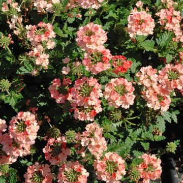 Verveine LANAI ® Peach Verveine LANAI ® Peach