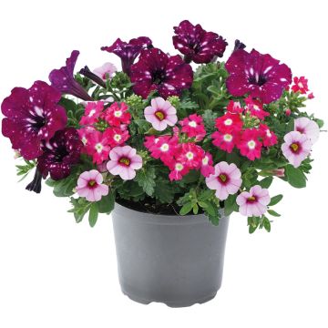 Composition TRIXI ® Cherry Kiss ‘21 Composition TRIXI ® Cherry Kiss ‘21