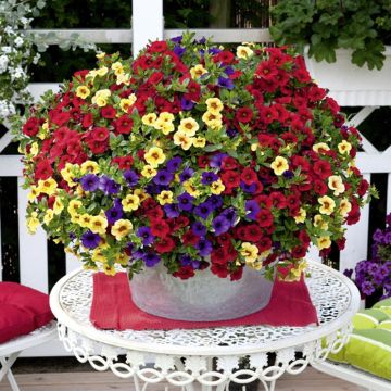 Calibrachoa Confetti Garden Hawaiian Hilo Calibrachoa Confetti Garden Hawaiian Hilo