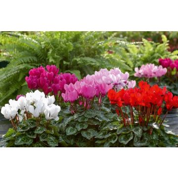 Mini cyclamens Mini cyclamens