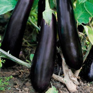 Plant d’Aubergine longue Kazimir F1 greffé Plant d’Aubergine longue Kazimir F1 greffé