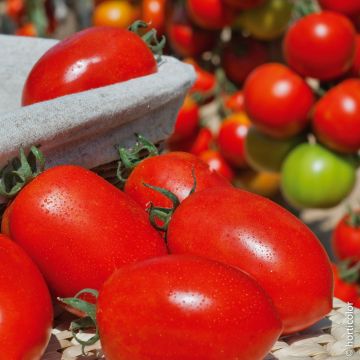 Plant de Tomate Colibri F1 type Roma greffé
