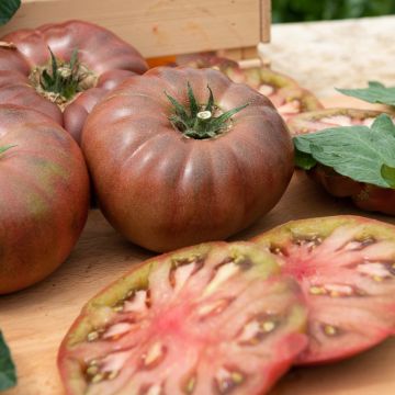 Plant de tomate Marnero F1 (type Noire de Crimée) greffé Plant de tomate Marnero F1 (type Noire de Crimée) greffé