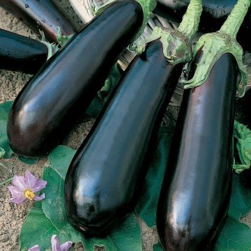 Aubergine greffée longue Fabina F1 Aubergine greffée longue Fabina F1