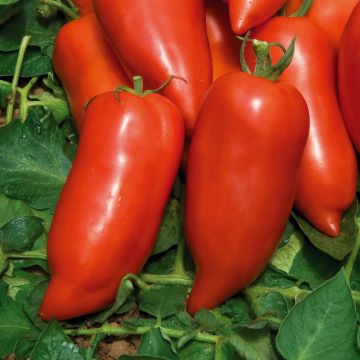 Plant de tomate Maestria F1, potager facile Meilland Richardier