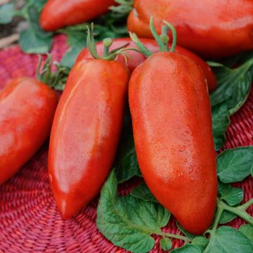 Plant de tomate Licorna F1 (type Andine Cornue) greffé Plant de tomate Licorna F1 (type Andine Cornue) greffé