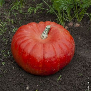 Zucca rosso vivo D'Etampes