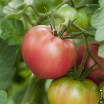 Pomodoro Rosa di Berna