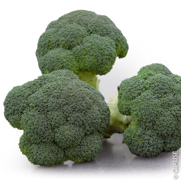 Chou Brocoli Koros F1 Chou Brocoli Koros F1