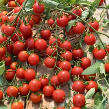 Tomate cerise Sweet F1 Tomate cerise Sweet F1