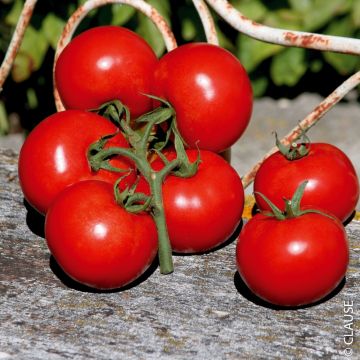 Plant de Tomate grappe Premio F1
