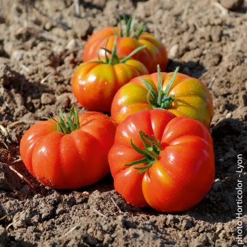 Tomate Delizia F1 type Marmande Tomate Delizia F1 type Marmande