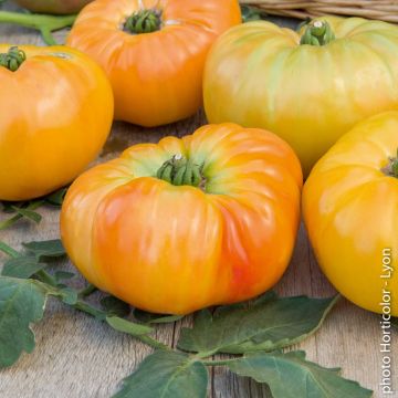 Plant de Tomate Ananas