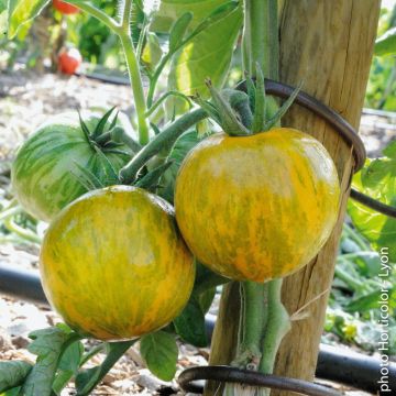 Plant de Tomate Green Zebra