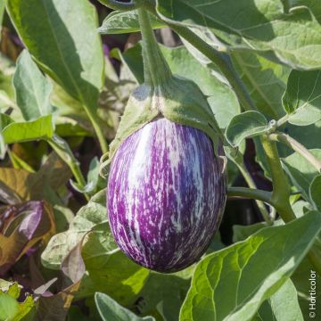 Aubergine Rania F1 Aubergine Rania F1