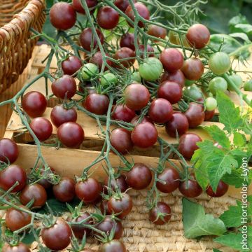 Plant de Tomate cocktail Black Cherry