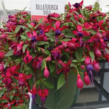Fuchsia droit compact BELLA ® Soila Fuchsia droit compact BELLA ® Soila