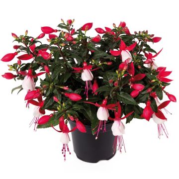 Fuchsia droit compact BELLA ® Evita Fuchsia droit compact BELLA ® Evita