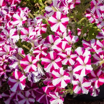 Pétunia Semi-Retombant AMORE TM Joy, panachures rose et blanc formant des coeurs.
