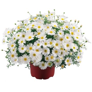 Brachycome SURDAISY ® White Imp. Bonbra 1277 Brachycome SURDAISY ® White Imp. Bonbra 1277