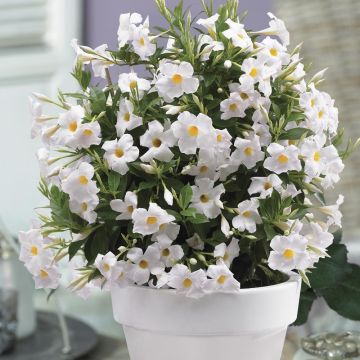 Dipladénia SUNDAVILLE ® Grand White Sunparaosiro Dipladénia SUNDAVILLE ® Grand White Sunparaosiro