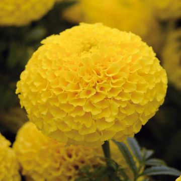 Rose d’Inde naine Perfection F1 Yellow Rose d’Inde naine Perfection F1 Yellow