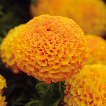 Rose d’Inde naine Perfection F1 Orange Rose d’Inde naine Perfection F1 Orange
