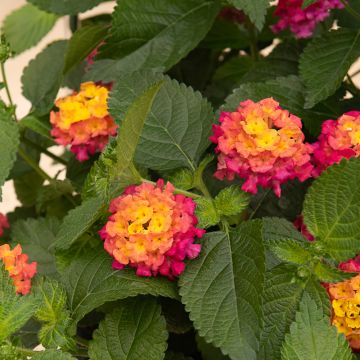 Lantana Bloomify Red Lantana Bloomify Red