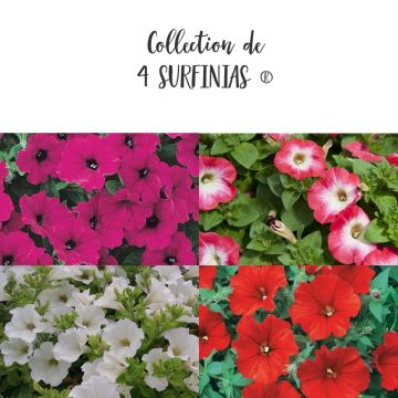 Collection de 4 Pétunias SURFINIAS ® Collection de 4 Pétunias SURFINIAS ®