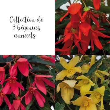 Collection de 3 Bégonias boliviensis GROOVY F1 Collection de 3 Bégonias boliviensis GROOVY F1
