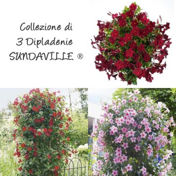 Collezione di 3 Dipladénias SUNDAVILLE ® Collezione di 3 Dipladénias SUNDAVILLE ®
