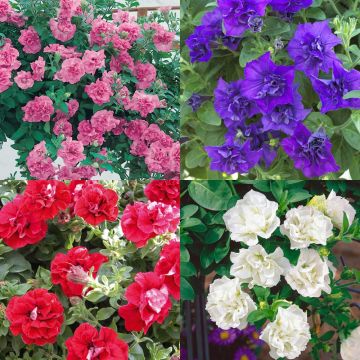 Collection de 4 SURFINIAS ® à fleurs doubles Collection de 4 SURFINIAS ® à fleurs doubles