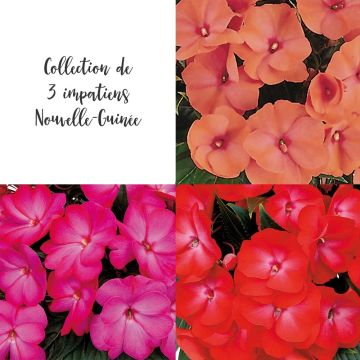 Collection 3 Impatiens de Nouvelle Guinée Collection 3 Impatiens de Nouvelle Guinée
