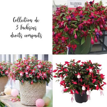 Collection 3 Fuchsias droits compacts BELLA ® Collection 3 Fuchsias droits compacts BELLA ®