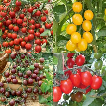 Collection de 4 tomates Cocktail Collection de 4 tomates Cocktail