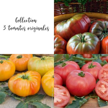 Collection de 3 tomates originales Collection de 3 tomates originales