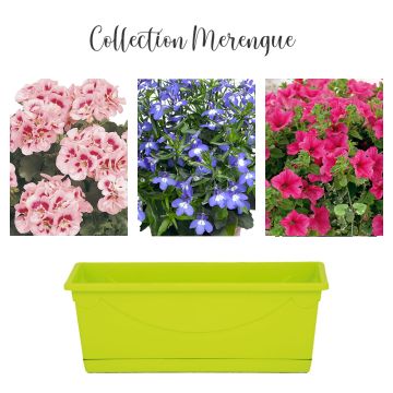 Collection Merengue Collection Merengue