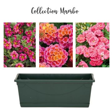 Collection Mambo Collection Mambo