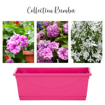 Collection Rumba Collection Rumba