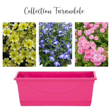 Collection Farandole Collection Farandole