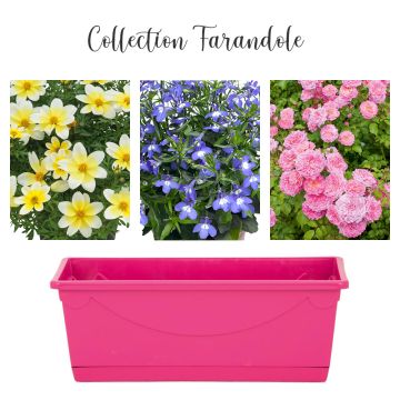 Collection Farandole Collection Farandole